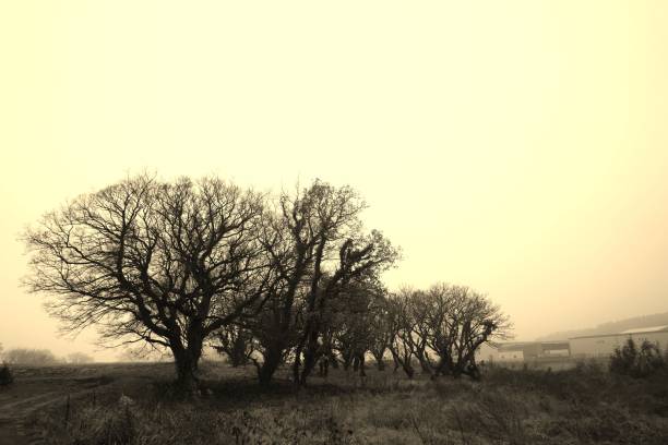 istock Trees floating in the morning mist. 1085914186