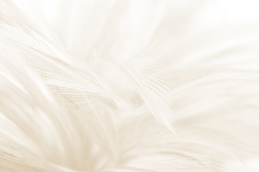 Beautiful blur white -brown feather pattern texture background
