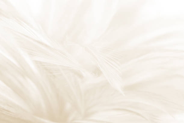 beautiful blur white -brown feather pattern texture background - feather softness bird macro imagens e fotografias de stock