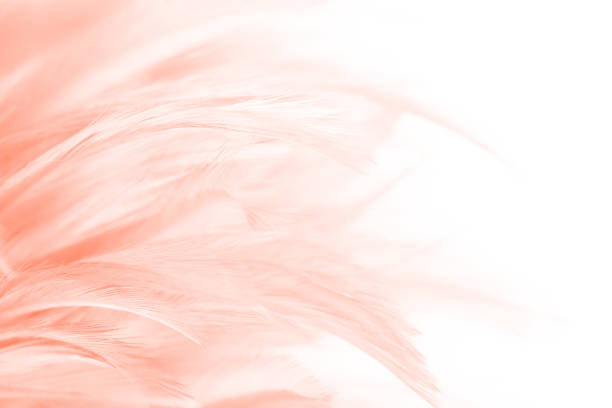 beautiful coral pink vintage color trends feather pattern texture background with orange light - feather softness bird macro imagens e fotografias de stock