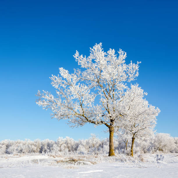 istock Lonely snow-covered tree in the winter forest 1085917050