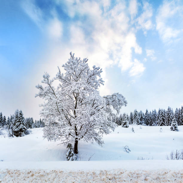 istock Lonely snow-covered tree in the winter forest 1085917054