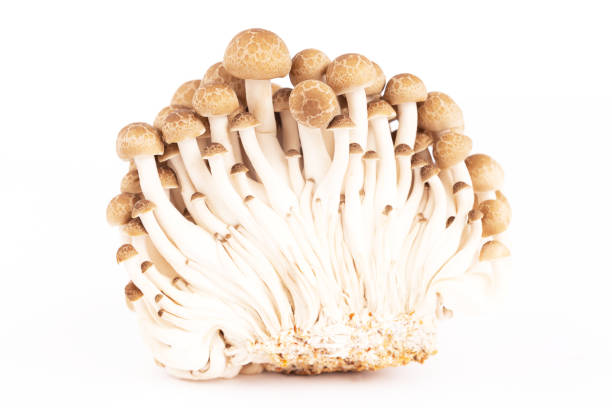 istock Japanese mushrooms on white 1085917608