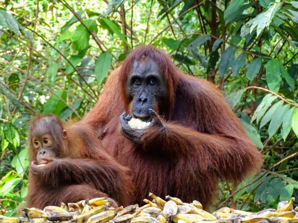 istock Orang-Utan feeding in Tanjung Puting National Park, Indonesia 1085920898