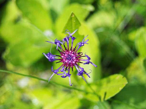 teufelskralle, eine blau blühende alpenblume - cordillera karavanke fotografías e imágenes de stock