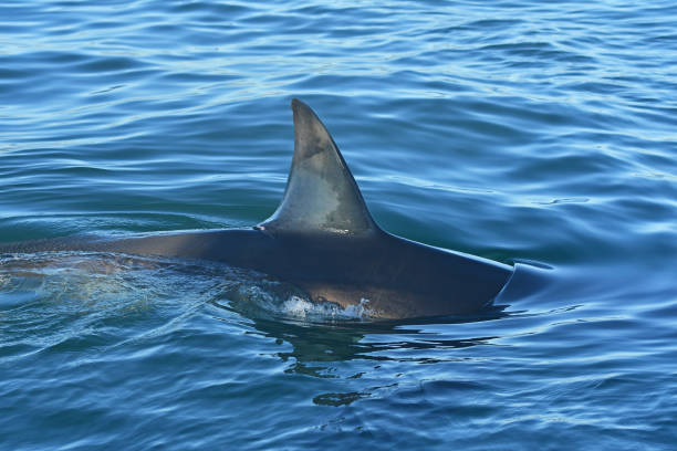 Great White shark dorsal fin and back. A Great White shark slides through the water at Seal Island, South Africa dorsal fin stock pictures, royalty-free photos & images