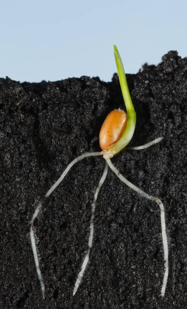 Wheat grain growing in organic soil