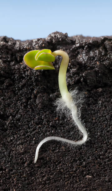 istock Macro of growing under ground cucumber sprout 1085921516
