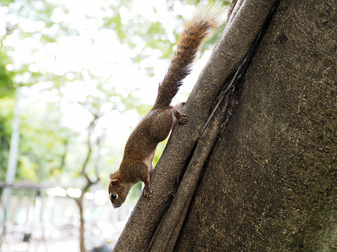 A Little Brown Squirrel Climbing on the Tree in the City Park