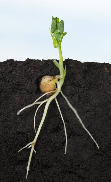 istock Growth of pea sprout at spring 1085921600