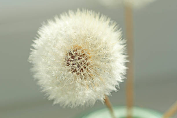 istock Dandelion close-up. Dandelion seeds, background 1085923900