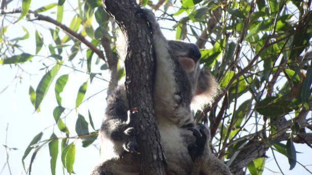 istock Wild Koala Bear in an eucalyptus tree, Ports Stephens, New South Wales 1085924148