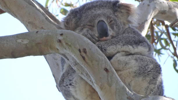 istock Wild Koala Bear in an eucalyptus tree, Ports Stephens, New South Wales 1085924238