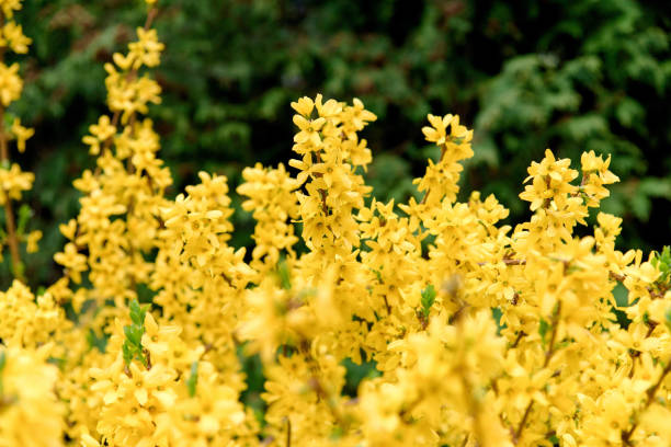 istock yellow forsythia bush during blossoming 1085925272