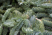 saftige-flauschige-fichte-pfoten-der-weihnachtsbaum-closeup.jpg?b=1&s=170x170&k=20&c=V6DDhwU4y7dqcx-agaSFixJF1KTGdgeHlvlv7l5zqVU=
