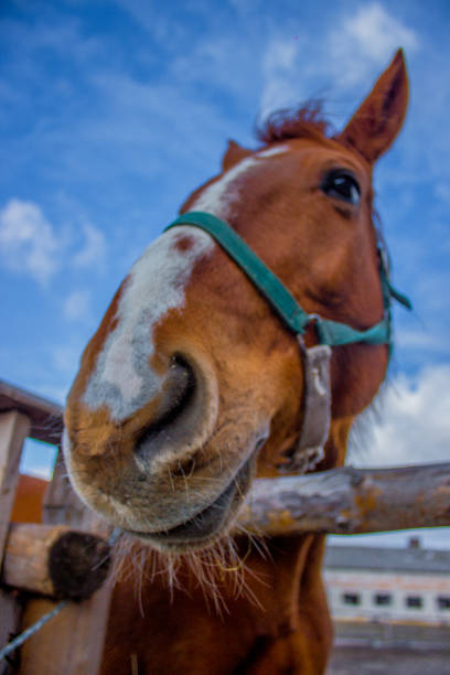 istock Horses portret on the sky 1085933194