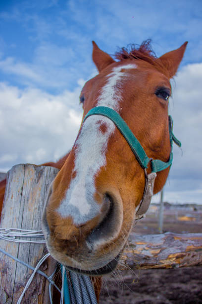 istock Horses portret on the sky 1085933196