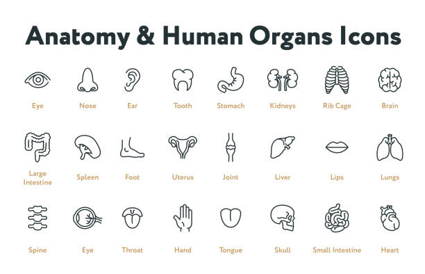 해부학 인체 내부 장기 생물학 최소한의 플랫 라인 스트로크 아이콘 세트. 위장, 신장, 흉 곽, 뇌, 소장, 비장, 자 궁, 간, 폐, 척추, 목, 심장. - 신체 부분 stock illustrations