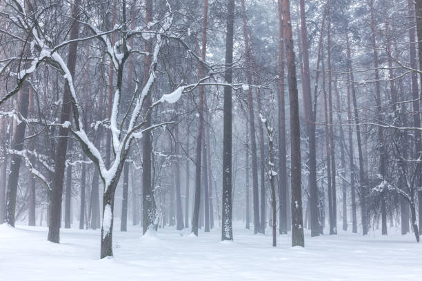 istock bare trees in misty winter forest covered with snow 1085943916