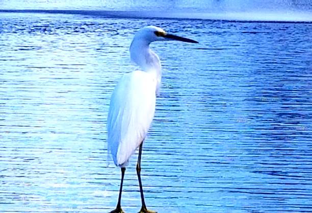 istock Shore side with an egret on a Florida lake 1085943990