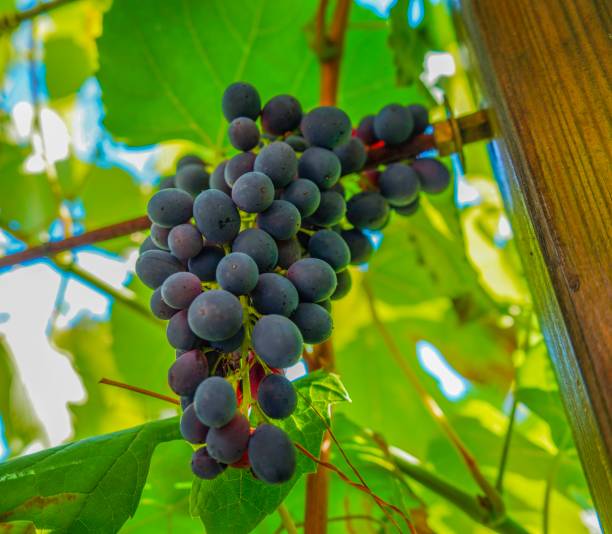 istock Wonderful grapes on an plant 1085944398