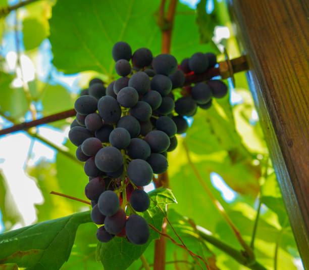 istock Wonderful grapes on an plant 1085944430