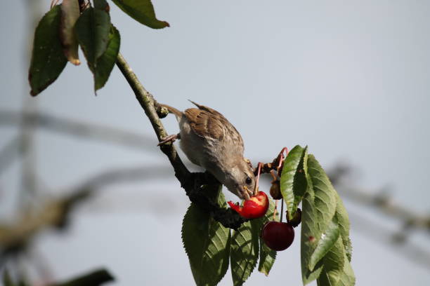 istock Sparrow eats eating cherry on branch. Special observation. Blue sky. Copy behavior Blackbird. Cute and rare. Passerine birds. 1085946212