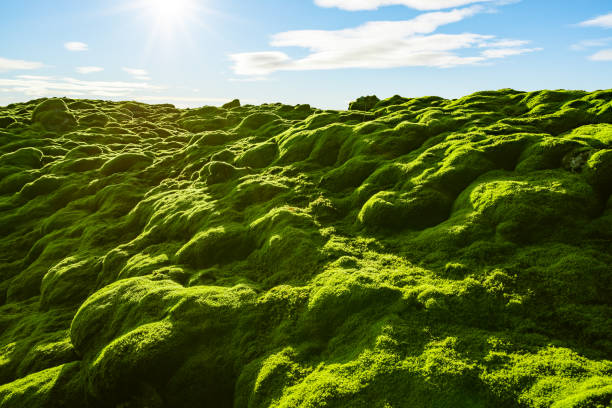 istock Mossy Lava Field In Iceland 1085950342