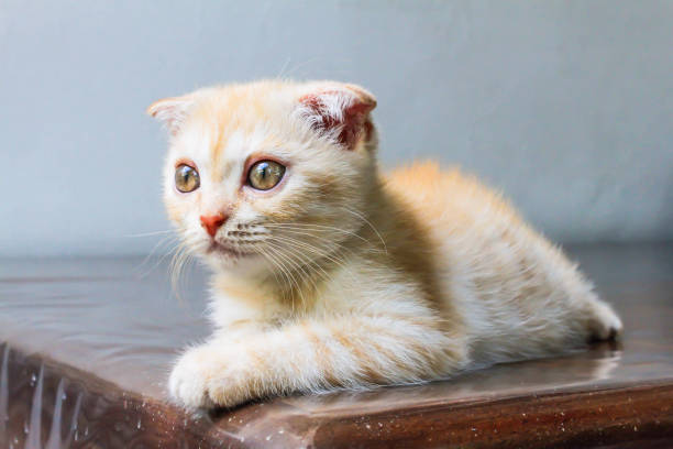 istock Head of orange little Persian cat looking forward on the table 1085952070