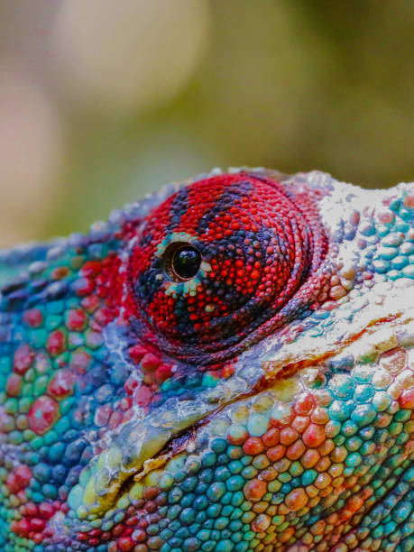 istock Close up of colorful chameleon 1085954384