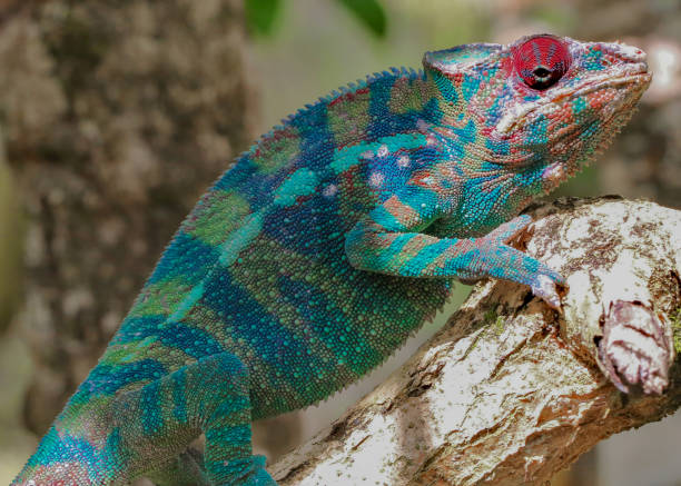 istock Close up of colorful chameleon 1085954388