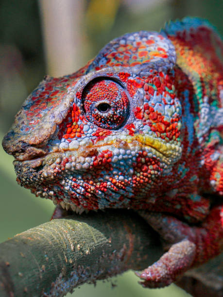 istock Close up of colorful chameleon 1085954428
