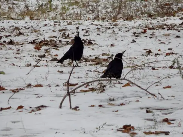 Ворон что-то заинтересовало в небе, они смотрят ввысь стоя на покрытой снегом земле./The raven was interested in the sky, they look up standing on the snow-covered ground.
