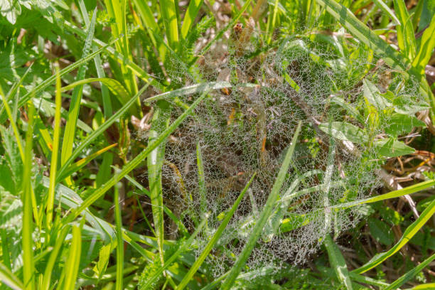 istock Spider web in dew in high green grass in late spring 1085958102