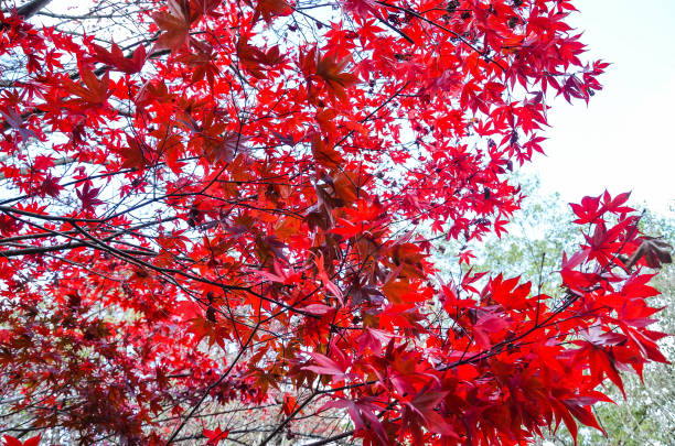istock Acer maple leaves in autumn. 1085960474