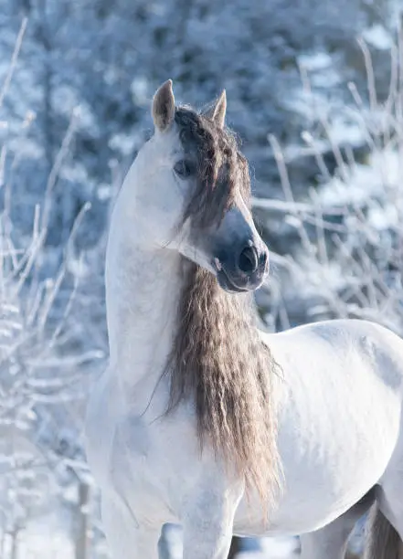 White andalusian horse with long mane in winter