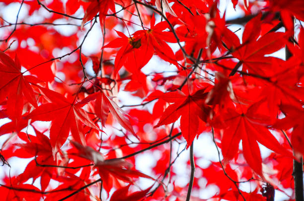 acer liści klonu jesienią. - maple tree tree autumn red zdjęcia i obrazy z banku zdjęć