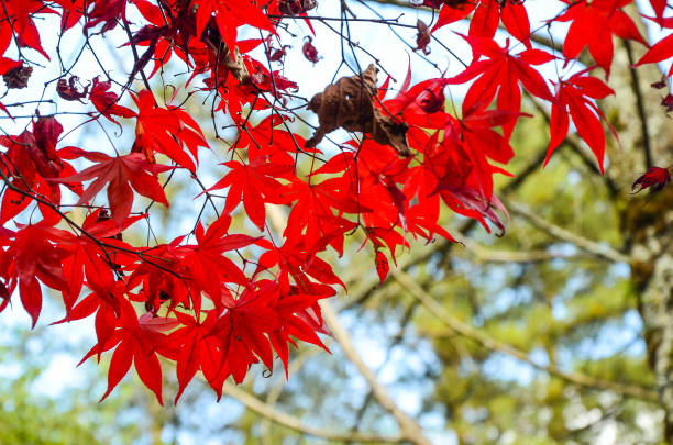 istock Acer maple leaves in autumn. 1085960594