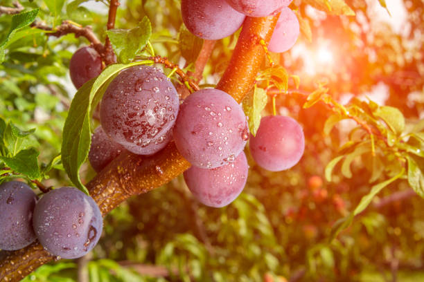 fruit plum closeup hanging on a tree branch in summer against the sky fruit plum closeup hanging on a tree branch in summer against the sky plum tree stock pictures, royalty-free photos & images