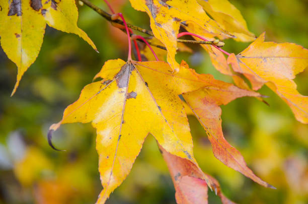istock Liquidambar formosana in autumn. 1085962684