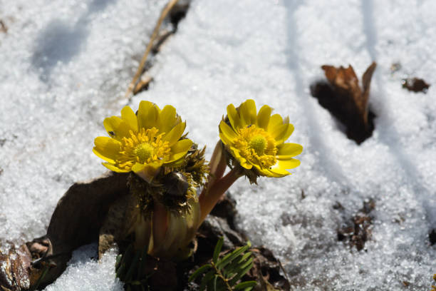 istock Yellow flowers blooming in early spring 1085974466