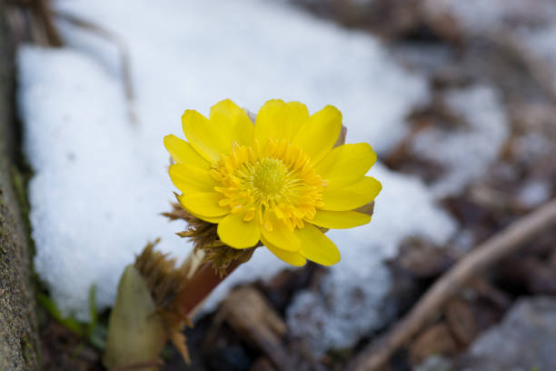 istock Yellow flower blooming in early spring 1085974646