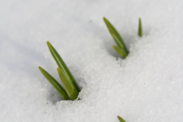 istock Green leaves in the snow 1085974784