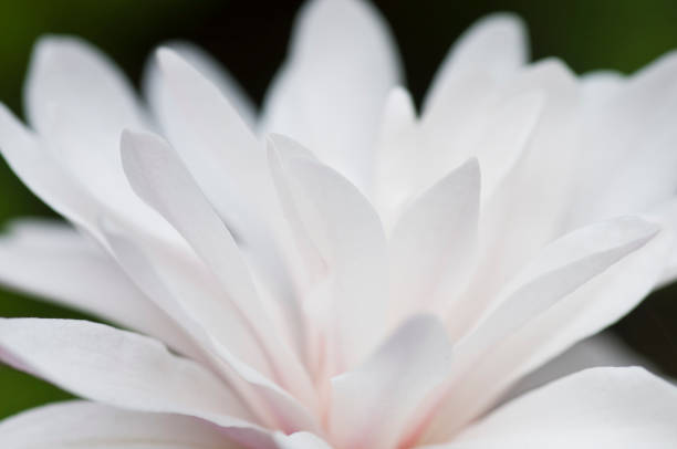 istock Close-up of light pink flower 1085974928