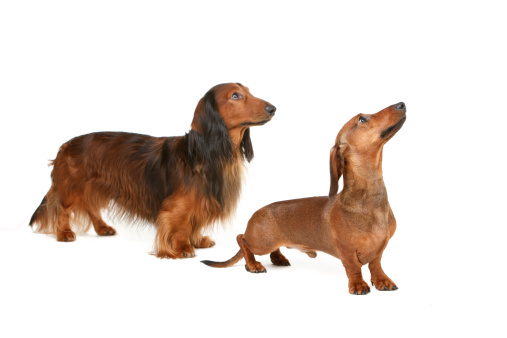 2 dachshund male dog - long-haired and short-haired, chestnut