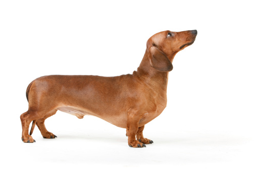 dachshund male dog, long-haired, chestnut