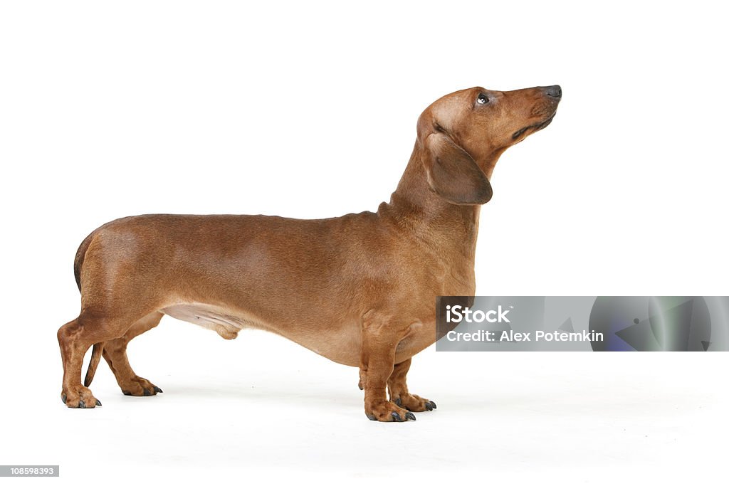 Isolated picture of a short haired Dachshund dachshund male dog, long-haired, chestnut Dachshund Stock Photo