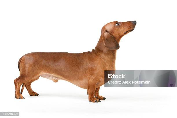 Isolated Picture Of A Short Haired Dachshund Stock Photo - Download Image Now - Dachshund, Dog, White Background