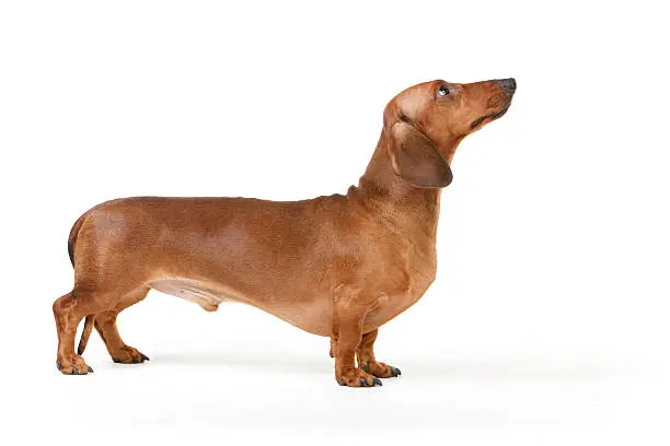 dachshund male dog, long-haired, chestnut