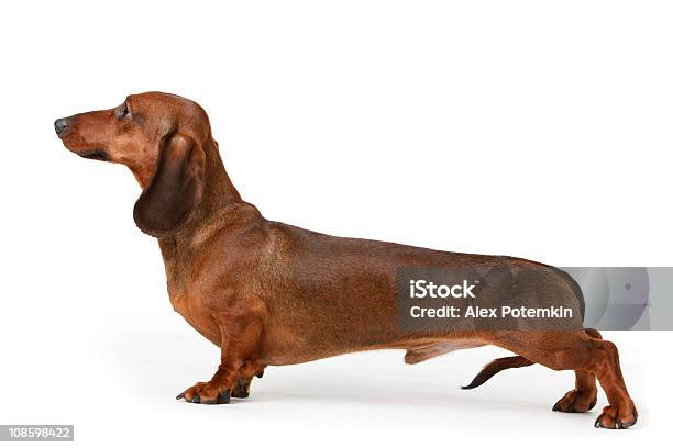 ショート Haired バッジャー犬 - カットアウトのストックフォトや画像を多数ご用意 - カットアウト, カラー画像, ショートヘア
